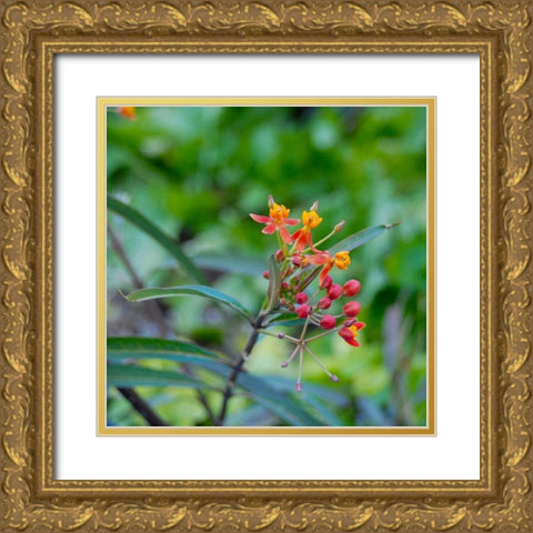 Wildflower I Gold Ornate Wood Framed Art Print with Double Matting by Knoble