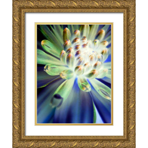 Bright Cluster II Gold Ornate Wood Framed Art Print with Double Matting by Grayscale