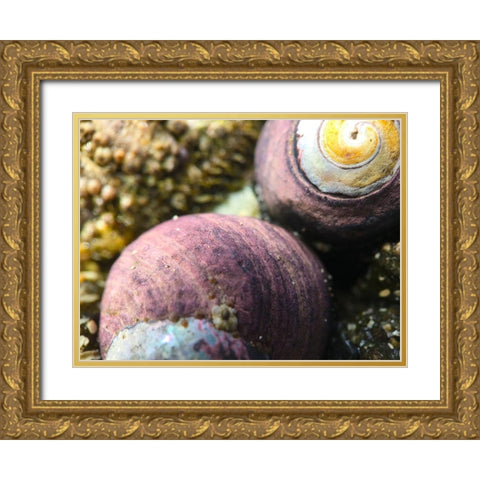 Shell Spiral II Gold Ornate Wood Framed Art Print with Double Matting by Grayscale
