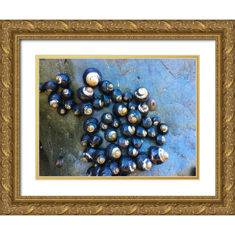 Shell Spiral III Gold Ornate Wood Framed Art Print with Double Matting by Grayscale