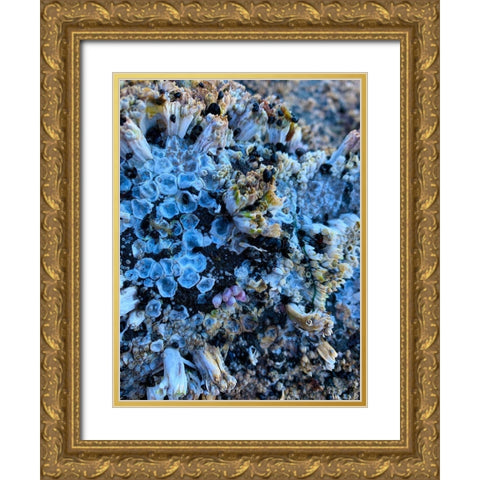 Coral Mussels I Gold Ornate Wood Framed Art Print with Double Matting by Grayscale