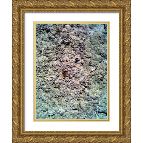 Coral Mussels II Gold Ornate Wood Framed Art Print with Double Matting by Grayscale