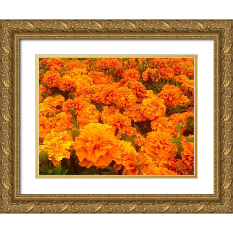 Chrysanthemums I Gold Ornate Wood Framed Art Print with Double Matting by Grayscale