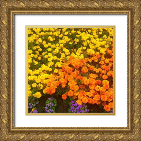 Chrysanthemums II Gold Ornate Wood Framed Art Print with Double Matting by Grayscale