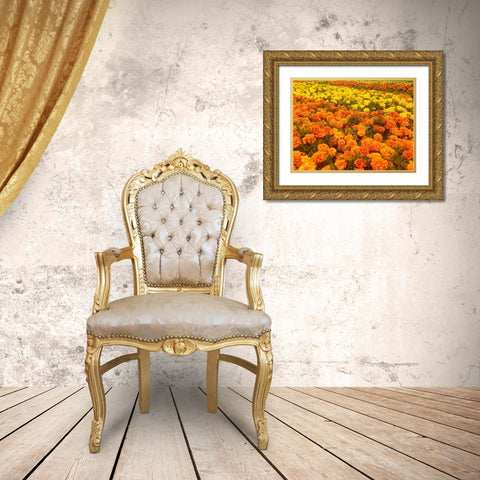 Chrysanthemums III Gold Ornate Wood Framed Art Print with Double Matting by Grayscale