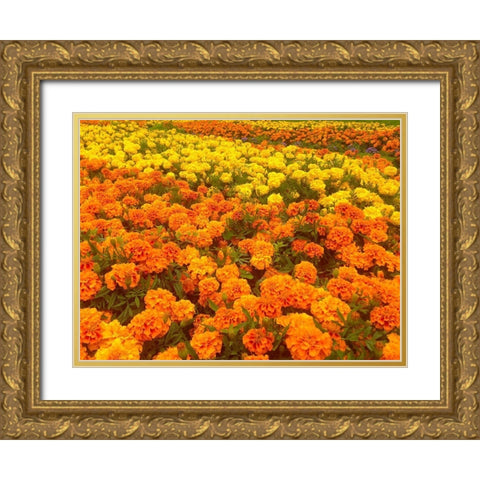 Chrysanthemums III Gold Ornate Wood Framed Art Print with Double Matting by Grayscale