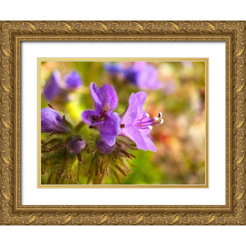 Purple Fuzzy I Gold Ornate Wood Framed Art Print with Double Matting by Grayscale