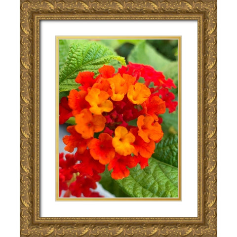 Lantana I Gold Ornate Wood Framed Art Print with Double Matting by Grayscale