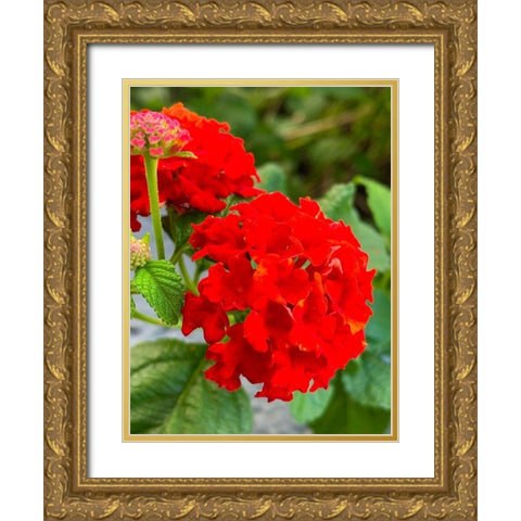 Lantana III Gold Ornate Wood Framed Art Print with Double Matting by Grayscale