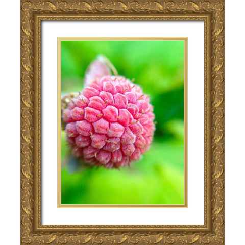 Pink Cluster I Gold Ornate Wood Framed Art Print with Double Matting by Grayscale