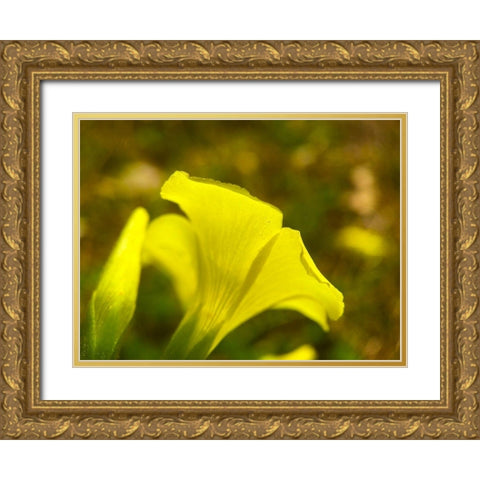 Yellow Wildflower III Gold Ornate Wood Framed Art Print with Double Matting by Grayscale