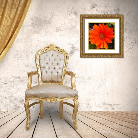 Orange Wildflower I Gold Ornate Wood Framed Art Print with Double Matting by Grayscale