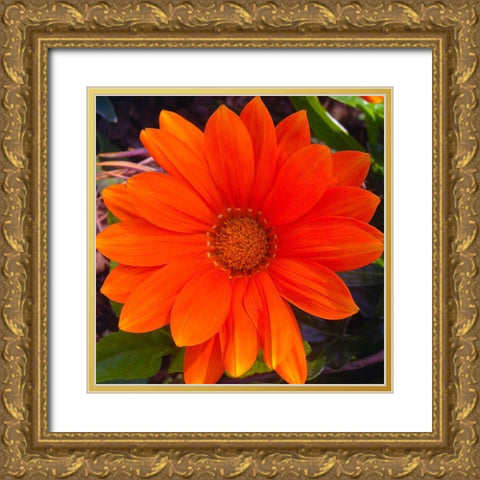 Orange Wildflower I Gold Ornate Wood Framed Art Print with Double Matting by Grayscale