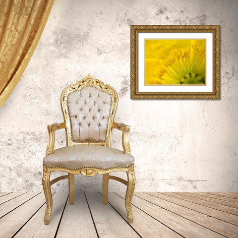 Yellow Wildflower V Gold Ornate Wood Framed Art Print with Double Matting by Grayscale