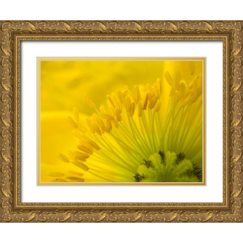 Yellow Wildflower V Gold Ornate Wood Framed Art Print with Double Matting by Grayscale