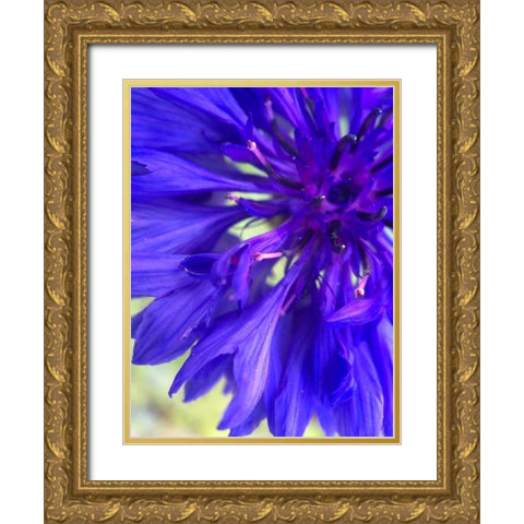 Purple Wildflower I Gold Ornate Wood Framed Art Print with Double Matting by Grayscale