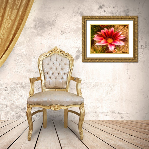 Candy Striped Bloom II Gold Ornate Wood Framed Art Print with Double Matting by Grayscale