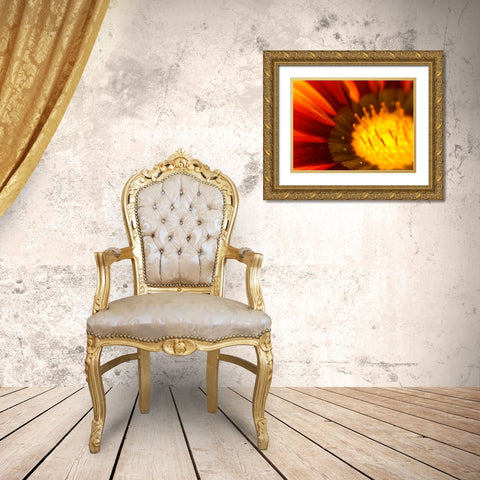 Candy Striped Bloom V Gold Ornate Wood Framed Art Print with Double Matting by Grayscale