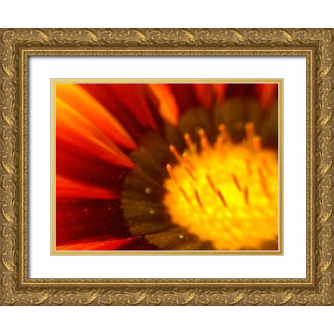 Candy Striped Bloom V Gold Ornate Wood Framed Art Print with Double Matting by Grayscale