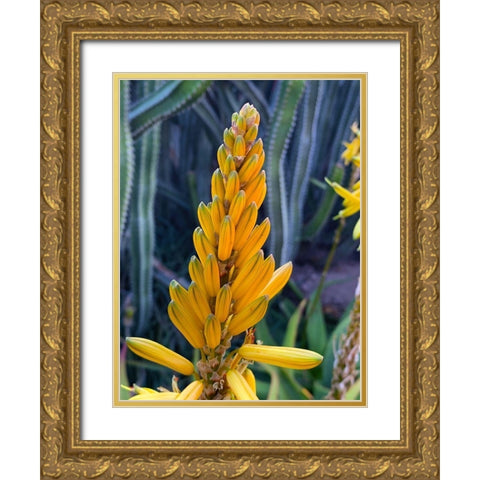 Aloe Blooms II Gold Ornate Wood Framed Art Print with Double Matting by Grayscale