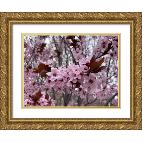 Cherry Blossoms I Gold Ornate Wood Framed Art Print with Double Matting by Grayscale