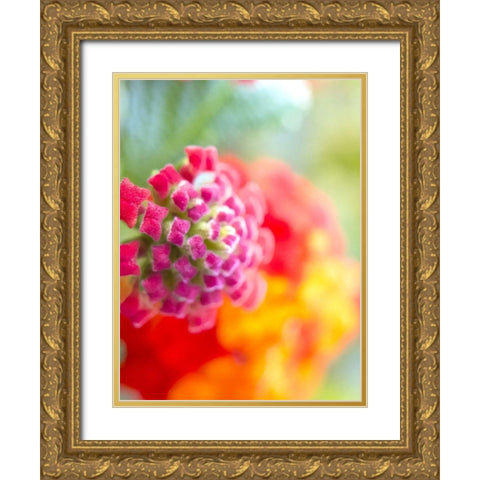 Lantana VIII Gold Ornate Wood Framed Art Print with Double Matting by Grayscale