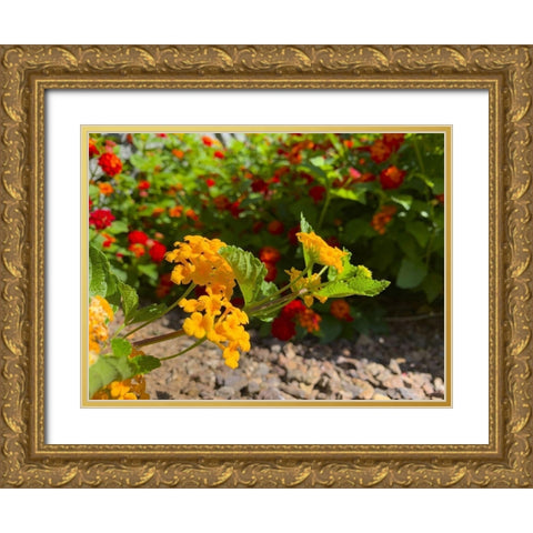Lantana IX Gold Ornate Wood Framed Art Print with Double Matting by Grayscale