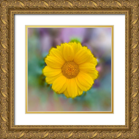 Baby Sunflower Gold Ornate Wood Framed Art Print with Double Matting by Grayscale