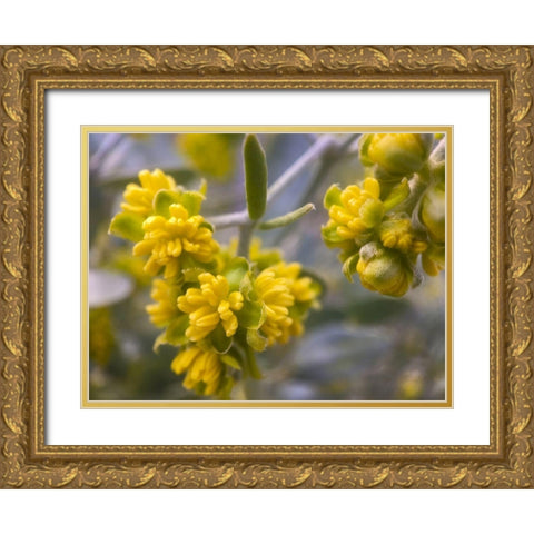 Yellow Buds I Gold Ornate Wood Framed Art Print with Double Matting by Grayscale