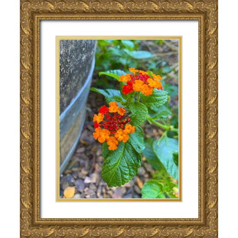 Lantana XII Gold Ornate Wood Framed Art Print with Double Matting by Grayscale