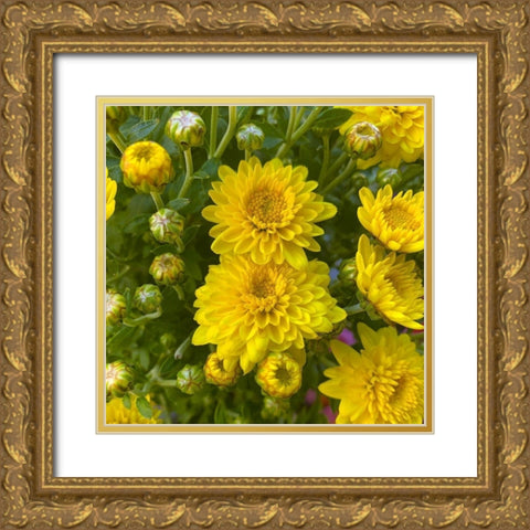 Yellow Blooms VIII Gold Ornate Wood Framed Art Print with Double Matting by Grayscale
