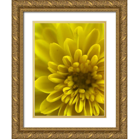 Yellow Blooms IX Gold Ornate Wood Framed Art Print with Double Matting by Grayscale