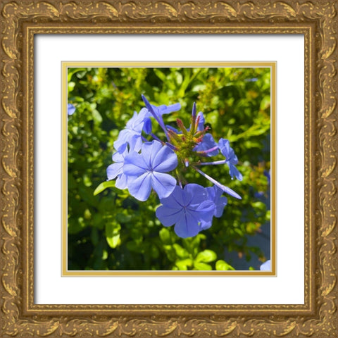 Blue Blooms I Gold Ornate Wood Framed Art Print with Double Matting by Grayscale