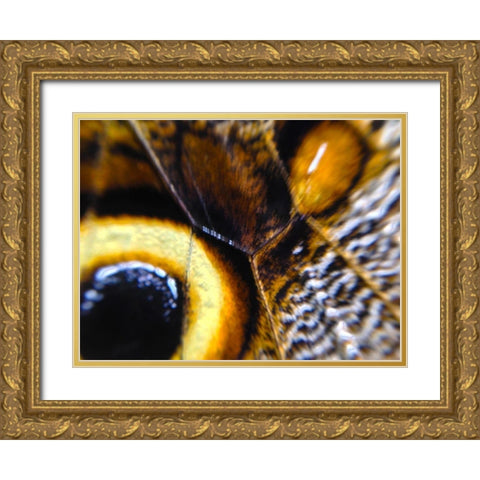 Butterfly Wing I Gold Ornate Wood Framed Art Print with Double Matting by Grayscale