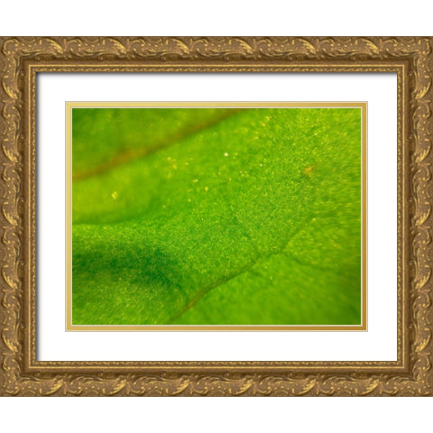 Green Leaf I Gold Ornate Wood Framed Art Print with Double Matting by Grayscale