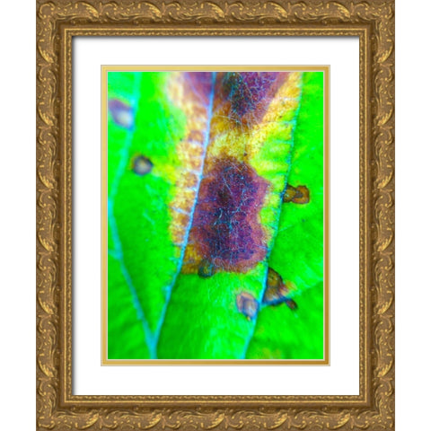 Green Leaf VII Gold Ornate Wood Framed Art Print with Double Matting by Grayscale