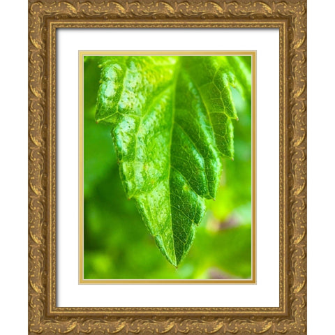 Green Leaf XI Gold Ornate Wood Framed Art Print with Double Matting by Grayscale