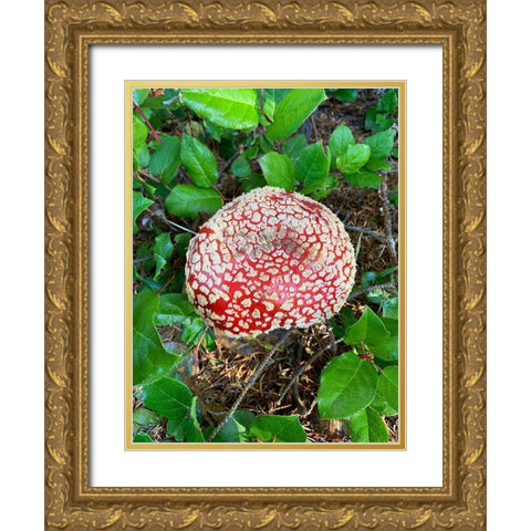 Red Mushroom I Gold Ornate Wood Framed Art Print with Double Matting by Grayscale