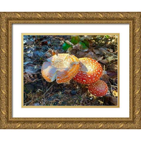 Red and Orange Mushrooms I Gold Ornate Wood Framed Art Print with Double Matting by Grayscale