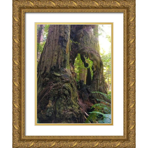 Redwood I Gold Ornate Wood Framed Art Print with Double Matting by Grayscale