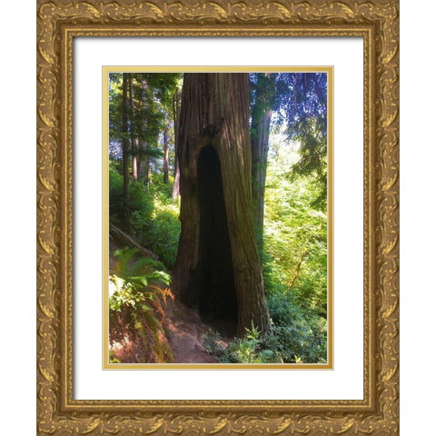 Redwood III Gold Ornate Wood Framed Art Print with Double Matting by Grayscale