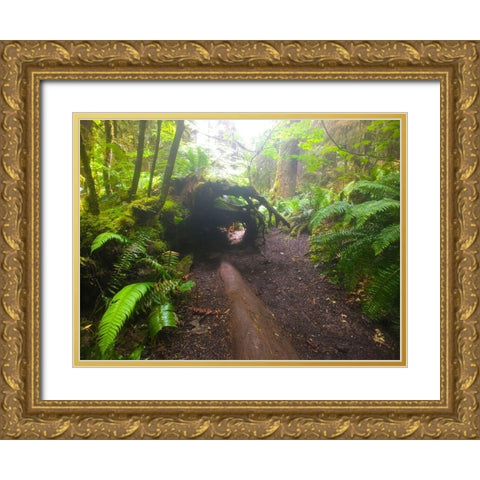 Forest Trail II Gold Ornate Wood Framed Art Print with Double Matting by Grayscale