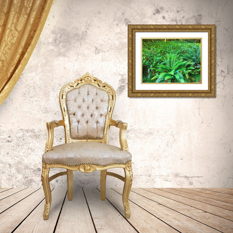 Forest Ferns I Gold Ornate Wood Framed Art Print with Double Matting by Grayscale
