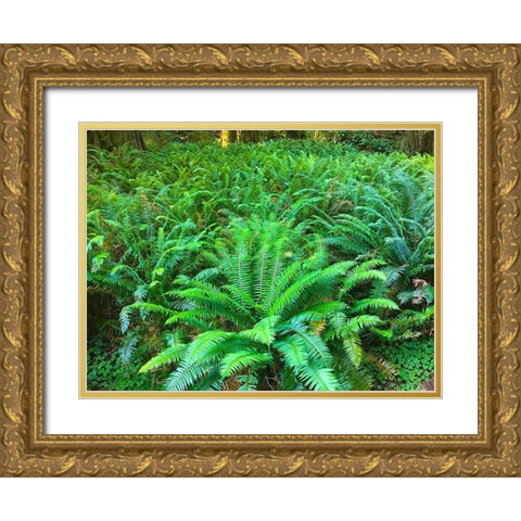 Forest Ferns I Gold Ornate Wood Framed Art Print with Double Matting by Grayscale