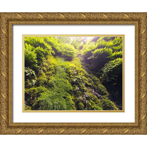 Fern Valley I Gold Ornate Wood Framed Art Print with Double Matting by Grayscale