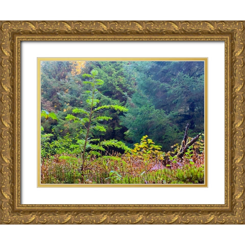 Smallest Redwood II Gold Ornate Wood Framed Art Print with Double Matting by Grayscale