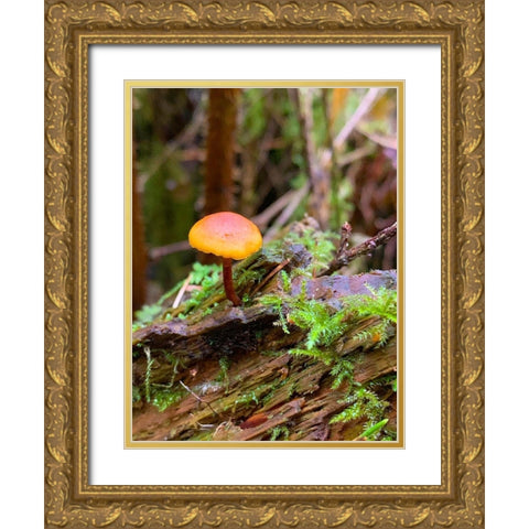 Tiny Mushroom I Gold Ornate Wood Framed Art Print with Double Matting by Grayscale