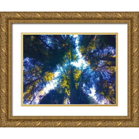 Tree Canopy I Gold Ornate Wood Framed Art Print with Double Matting by Grayscale