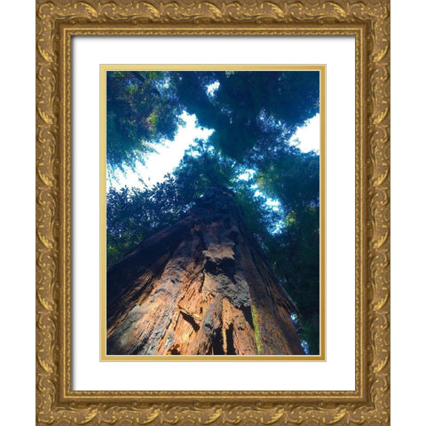 Tree Canopy IV Gold Ornate Wood Framed Art Print with Double Matting by Grayscale