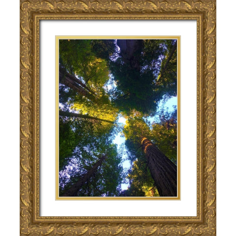 Tree Canopy VIII Gold Ornate Wood Framed Art Print with Double Matting by Grayscale